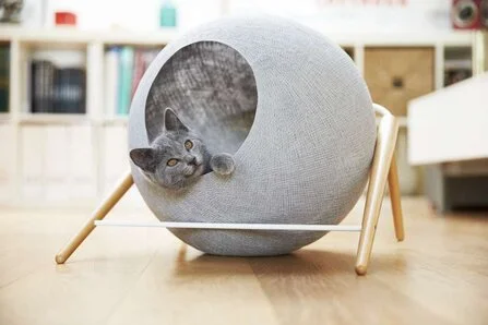 casa a prova di gatto