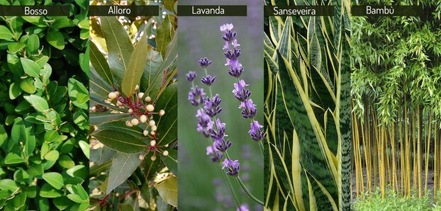 garden design online