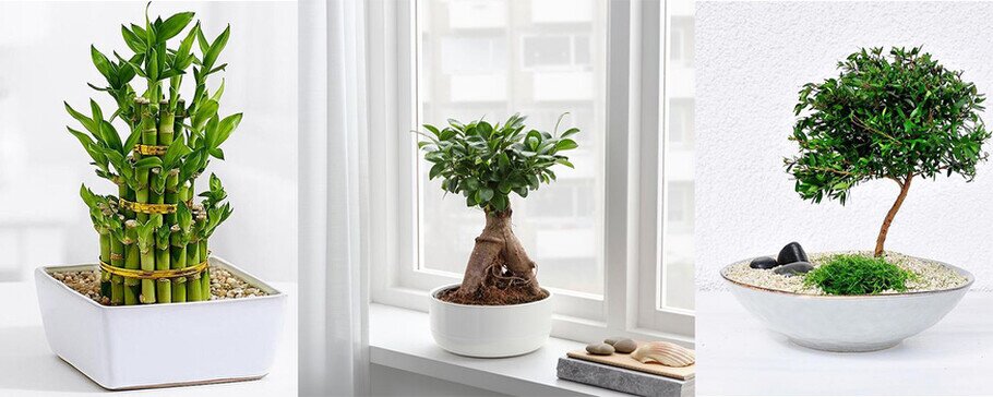 feng shui online feng shui online